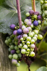 Vineyards on the Rhine river
