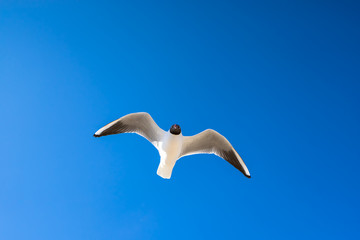 Fototapeta na wymiar Nahaufnahme fliegende Möwe im Vollformat, von unten aufgenommen, vor blauem Himmel. 