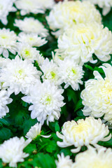 White chrysanthemum flower.