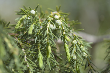 Obraz na płótnie Canvas Juniperus cedrus background