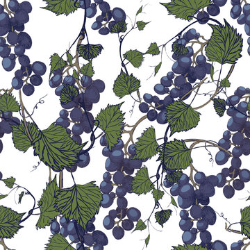 Seamless grapes background.Hand drawn illustration