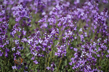 Fototapeta premium flora of Gran Canaria - Erysimum albescens