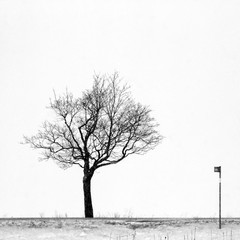 Lonely tree and bus stop.
