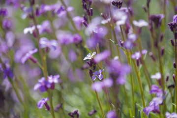 flora of Gran Canaria - Erysimum albescens