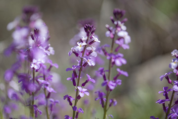 flora of Gran Canaria - Erysimum albescens