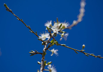flowering plum background