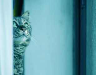 Pretty young cat looking up to something in the window, photo toned with cool blue Instagram style...