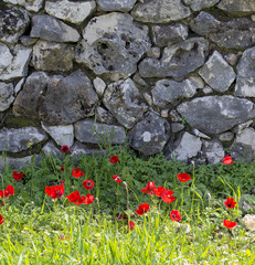 Red wild anemones in front of the gray stone wall