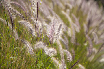 flora of Gran Canaria -  Pennisetum setaceum