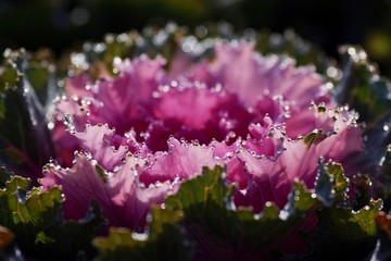 朝露が輝く赤い葉牡丹