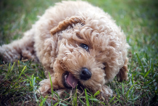 cute puppy dog sitting on green grass chewing
