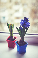 Hyacinth stands near a window. Mild blurred focus.