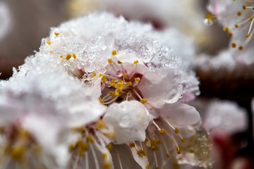 apricot flowering. blooming branch of apricot tree close-up inder snow