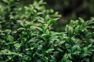 green leaves of the subtropical bush