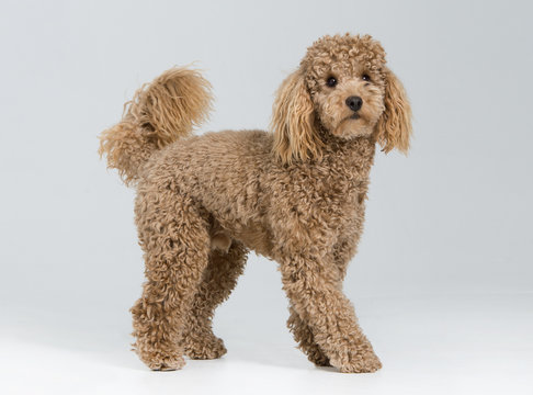 Poodle Snoopy 1 Yr Apricot 