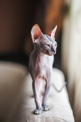 Photo of a domestic cat of the Sphynx breed. Portrait of a bald gray cat that walks the sofa and lies in a rug