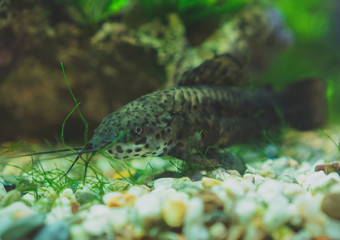 Freshwater catfish in home aquarium. Corydoras paleatus.