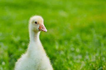 Gosling stands on the grass on the farm