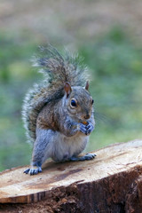 Scoiattolo al Parco Squirrel at the Park
