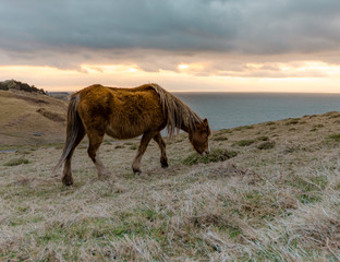 horse on the cliff