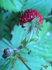 Strawberry bush growing in the forest