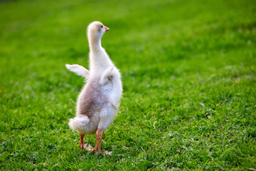 Gosling stands on the grass on the farm