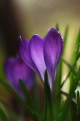 beautiful spring flowers lilac crocuses in droplets of dew on a glade
