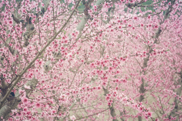 Obraz na płótnie Canvas Peach blossom orchard texture - Pink, soft beautiful blossom of peach trees - Growth, change concept, hanami season - Japanese blossom festival - Colorful background of blooming cherry trees