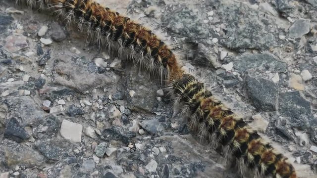 Macro close up shot of pine processionary caterpillars moving head to tail across road, dangerous animal creatures from spain, risk to children or pets in north of spain