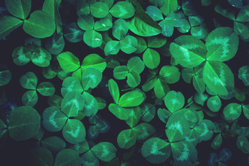 Green clover leaves close up, toned. Nature foliage or St. Patrick day background