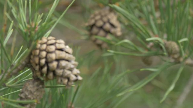 Rack focus view of pine cones 