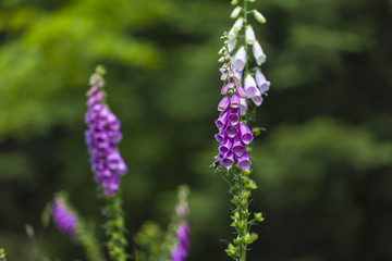 Digitalis Purpurea L. (Foxglove, Common Foxglove, Purple Foxglove, Lady's Glove)