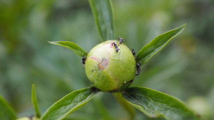 集るアリ芍薬にたかるアリ