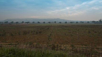 Italian countryside landscape: series of trees with hills as background