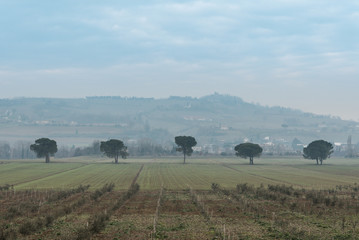 Fototapeta na wymiar Italian countryside landscape: series of trees with hills as background