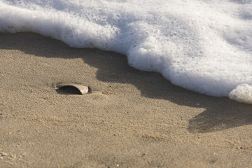 Beach with shell