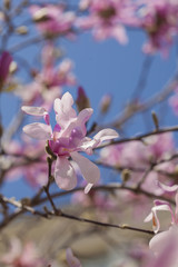 Blossom pink magnolia
