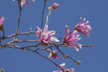 Blossom pink magnolia