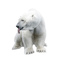 Obraz na płótnie Canvas Funny big polar bear showing a tongue isolated at white background