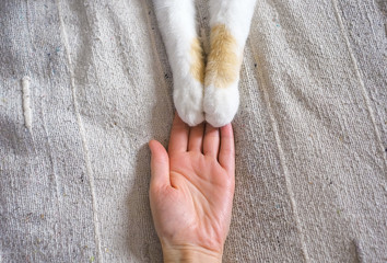 Friendship between human and cat. Paws are on the hand.