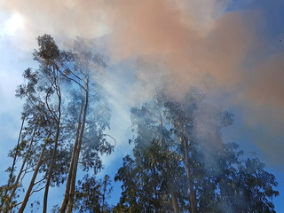 Eucalyptus trees in a forest fire in Portugal