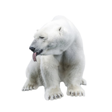 Funny big polar bear showing a tongue isolated at white background