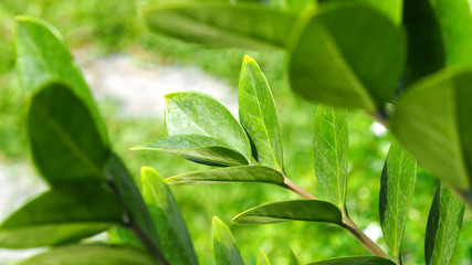 Zamioculcas or zamiifolia green leaf tree