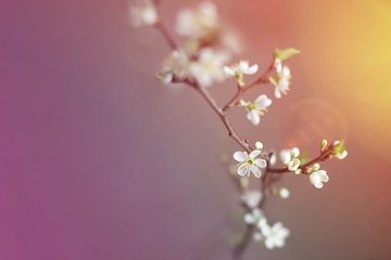branch of cherry blossoms on beige background. yellow color on the right, purple on the left