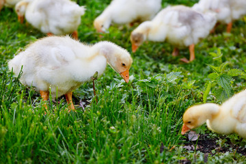 The goslings pecking at the grass on the farm