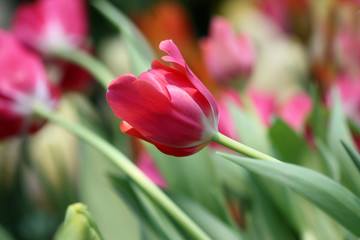 The bright tulip growing on a green background it is horizontal. Close up. Macro. Tulipa. Liliaceae Family.