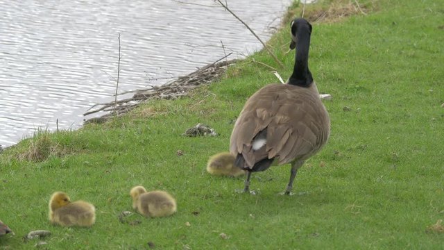 Goose and goslings 