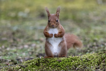 Naklejka na ściany i meble Red Squirrel (Sciurus vulgaris) standing up clutching stomach