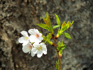 若葉と桜
