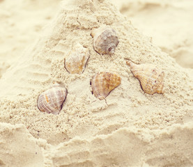 Sea shell collection on the beach sand.